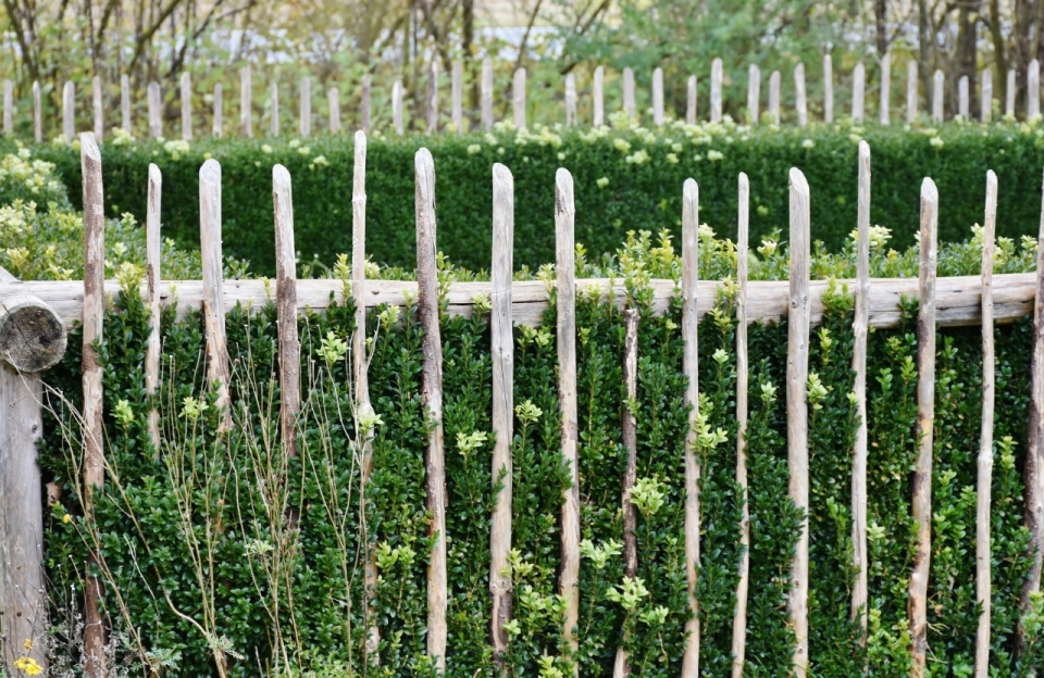 花园木质栏杆内白色花朵绿色植物