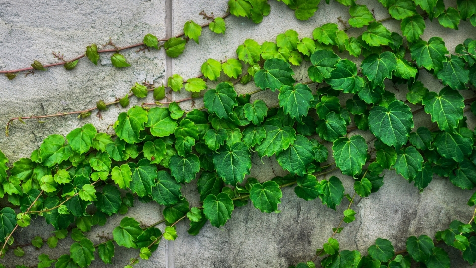 绿色植物常春藤自然风光优美风景高清桌面壁纸