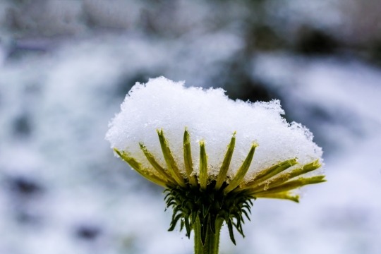 冬天蓝色植物上积雪特写摄影