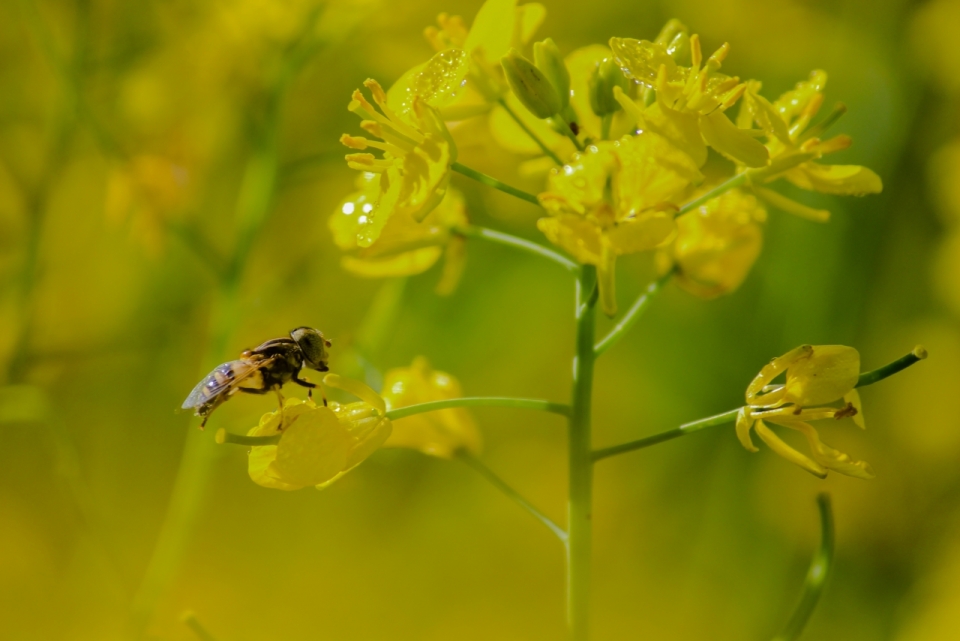 微距摄影_户外自然黄色花朵植物上蜜蜂