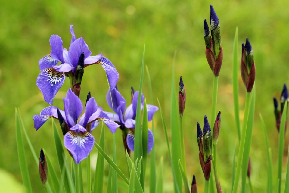 虚化背景自然紫色花朵绿色枝叶植物