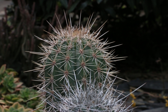 屋外空地生长仙人球植物特写