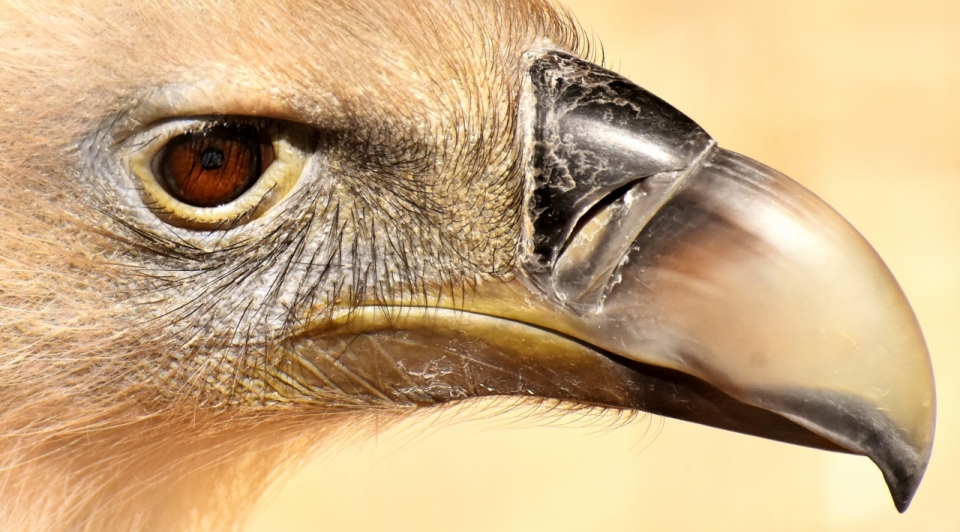 自然户外野生秃鹫鸟类动物面部特写