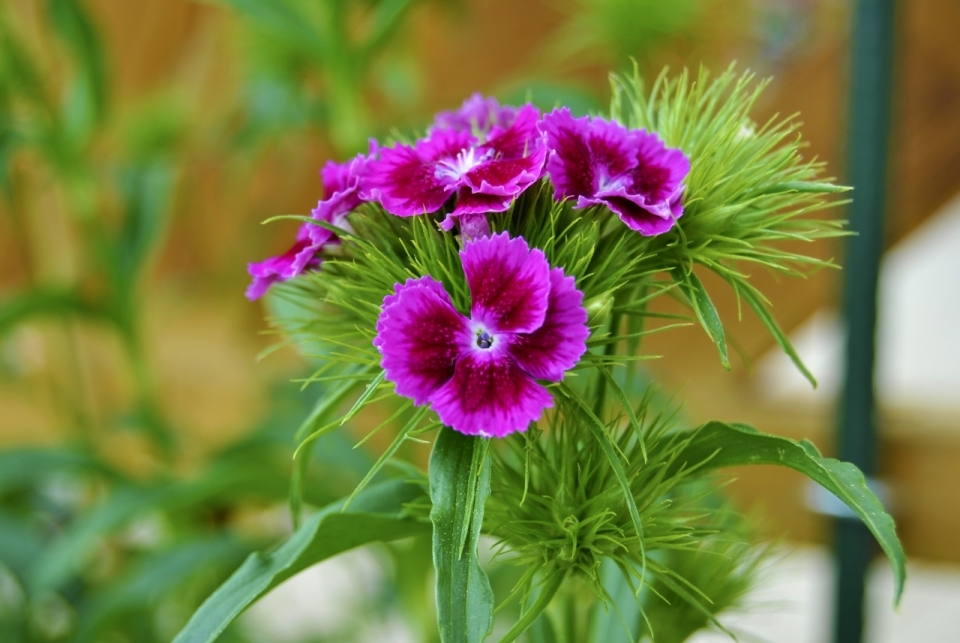 户外自然紫色花朵绿色叶子植物