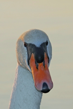 傍晚阳光户外白色天鹅面部特写