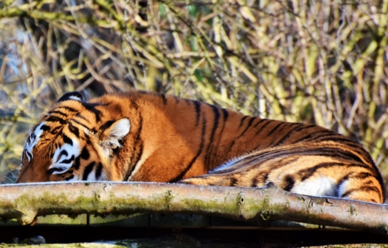虚化背景阳光户外树枝前野生老虎动物