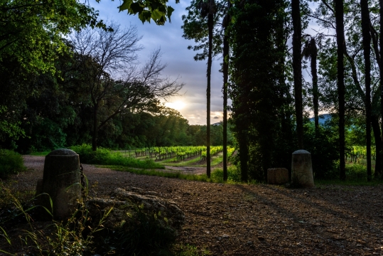 幽深密林植被大自然风光美景