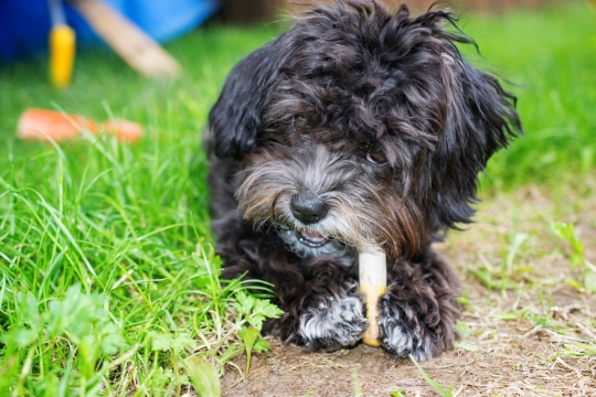户外自然绿色草坪可爱黑色宠物狗