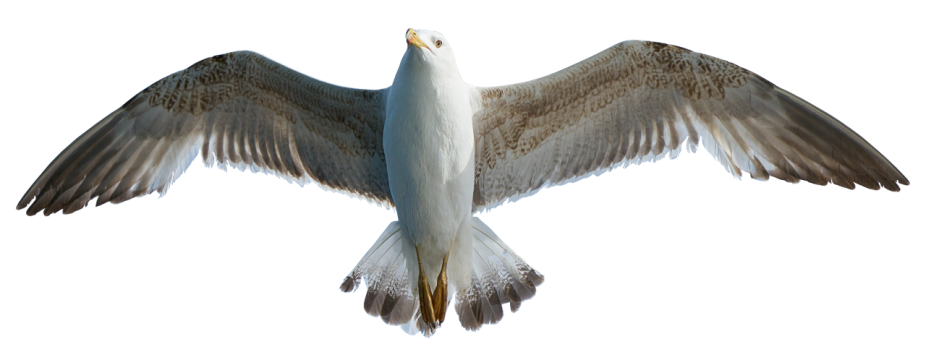 白色背景前展开双翅的海鸥特写