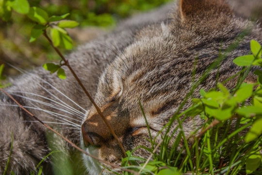 虚化背景户外绿色自然草坪可爱宠物猫