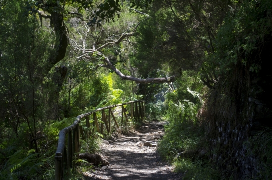 昏暗树林中干涸水道景观