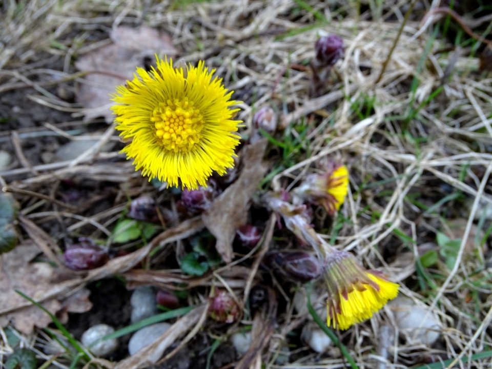 春天户外地面自然黄色花朵植物