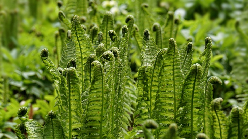 绿色植物蕨菜自然风光优美风景高清桌面壁纸