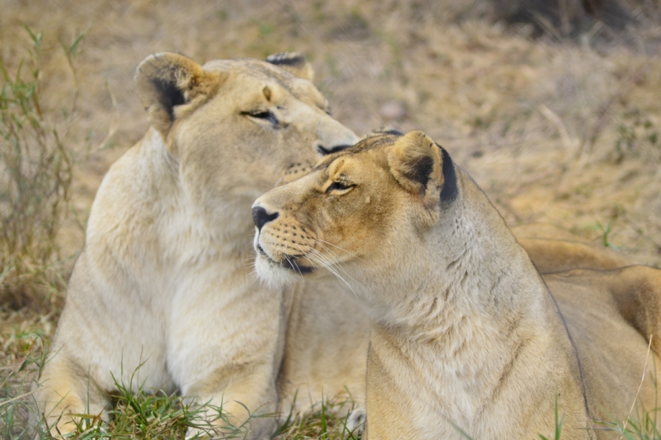 广袤草原上正在休息的两只母狮