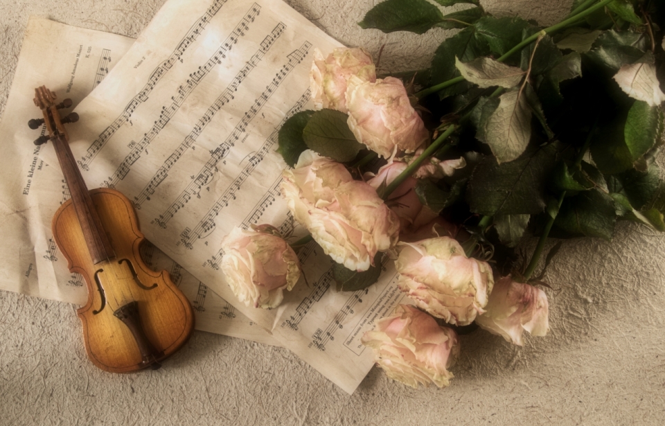 桌面上散落的白玫瑰、乐谱和迷你小提琴