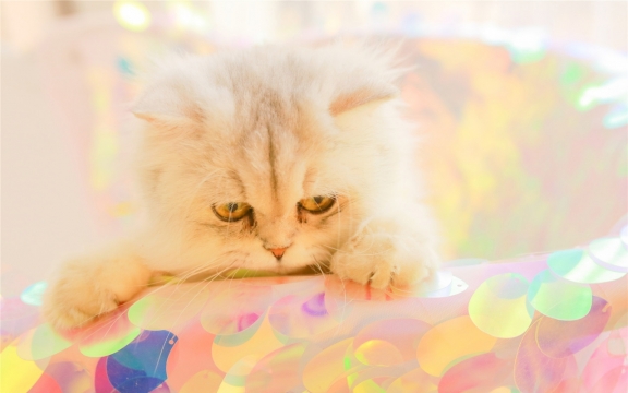 可爱小猫咪高清电脑桌面壁纸