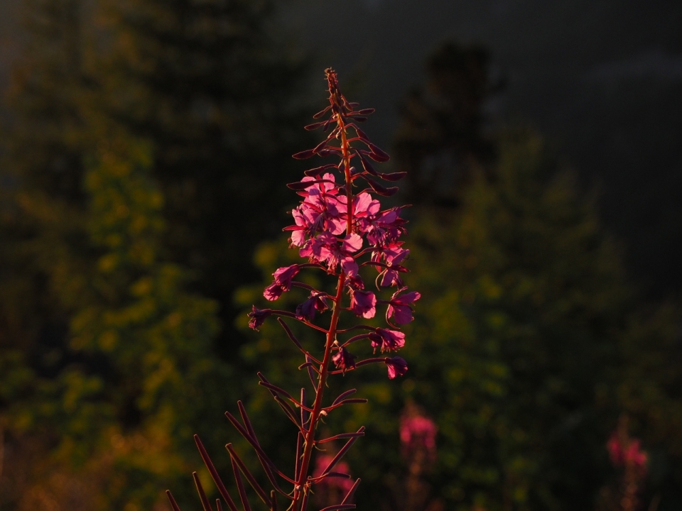 山间夕阳下的紫毛蕊花特写