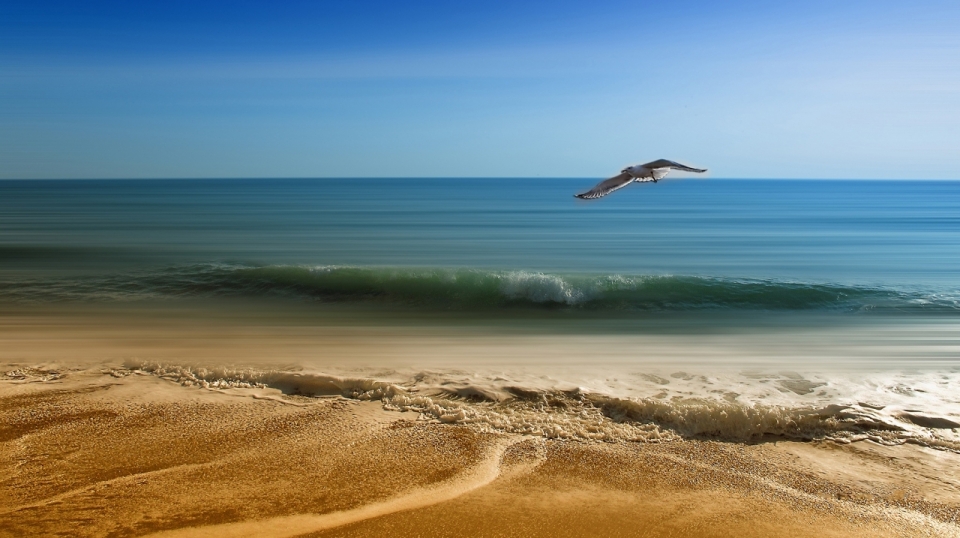 风光摄影_蔚蓝大海海鸥沙滩风光美景