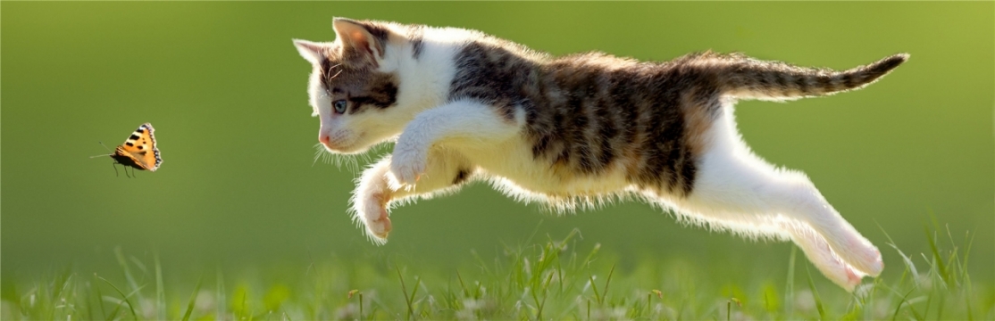 唯美清新可爱小猫图片