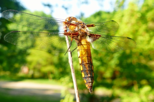 树林庭院虚化背景蜻蜓昆虫特写