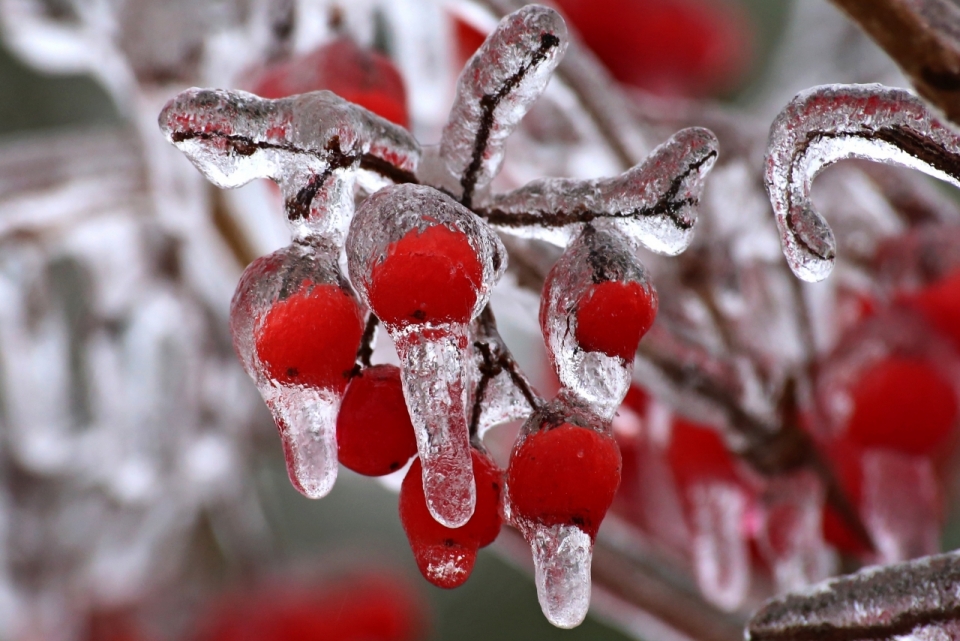 冬天户外自然树木树枝结冰红色果实