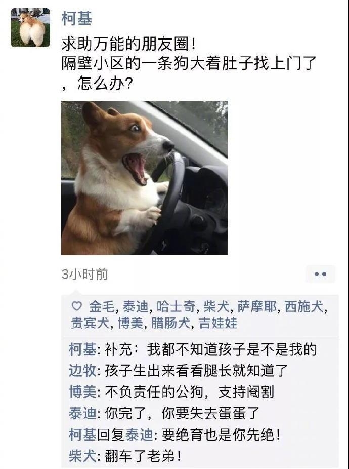 狗狗的朋友圈图片