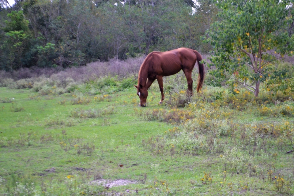 树林草地前吃草的棕色马匹
