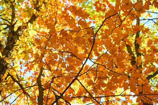 阳光下金黄色枫树