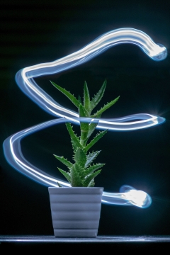 黑暗室内光束环绕白色花盆中绿色植物