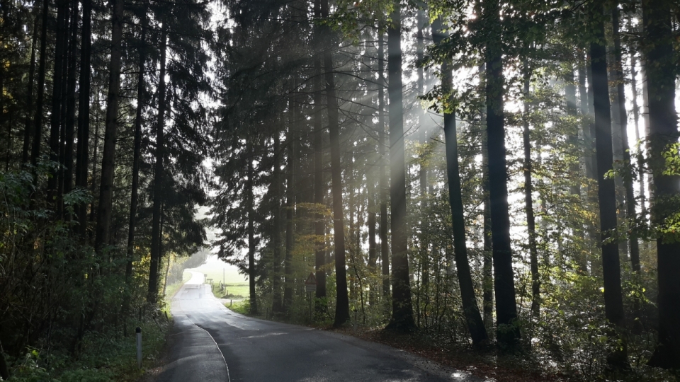 清晨阳光穿透幽静的树林道路