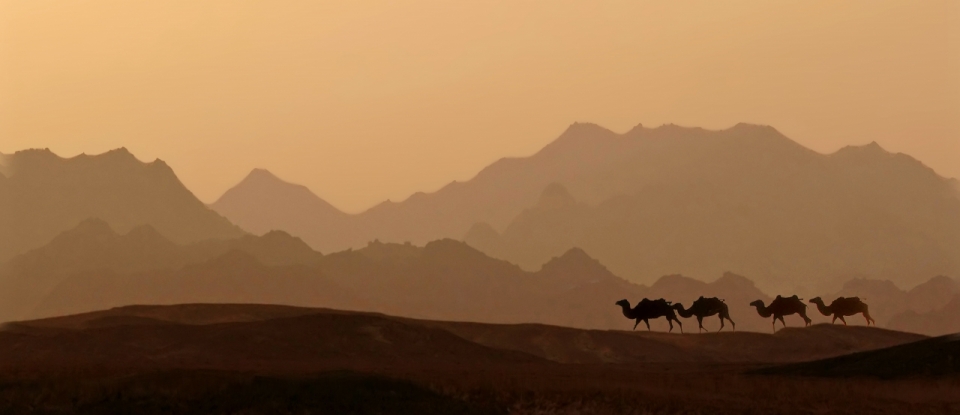 干燥气候城市行走山坡骆驼商队