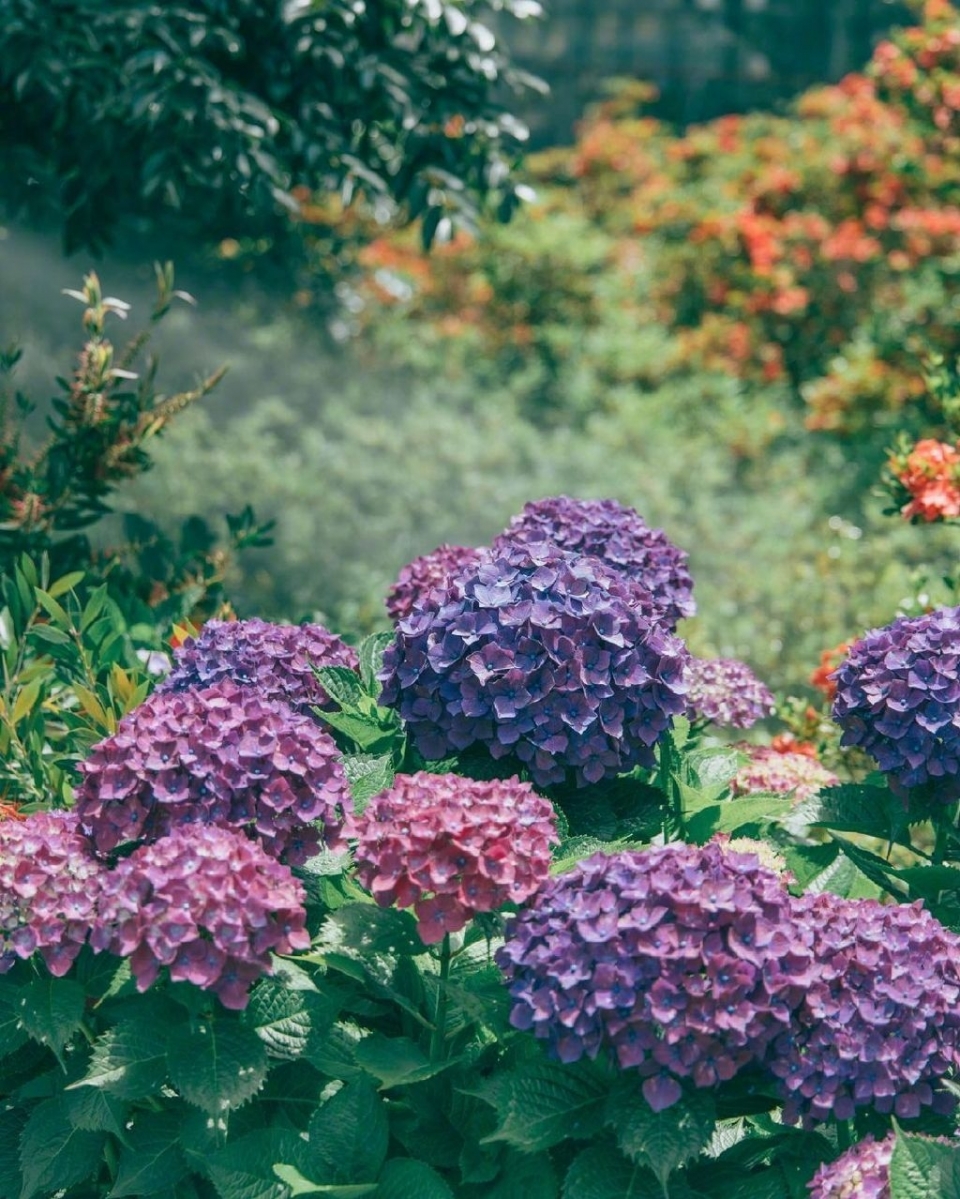 漫步夏日紫阳花花园写真图片