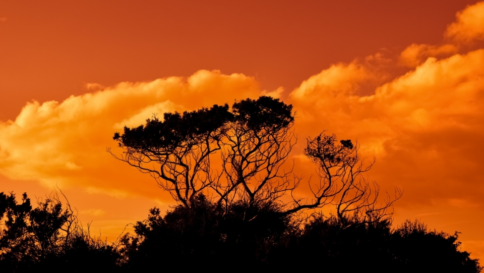 染成橙色的天空云彩和树木剪影