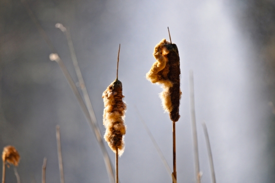 荒凉草地上枯萎杂草外景