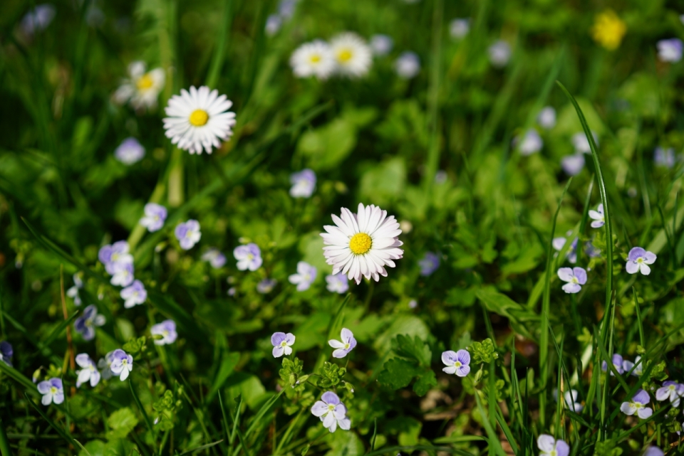 微距摄影_阳光下绿色草坪自然雏菊花朵植物