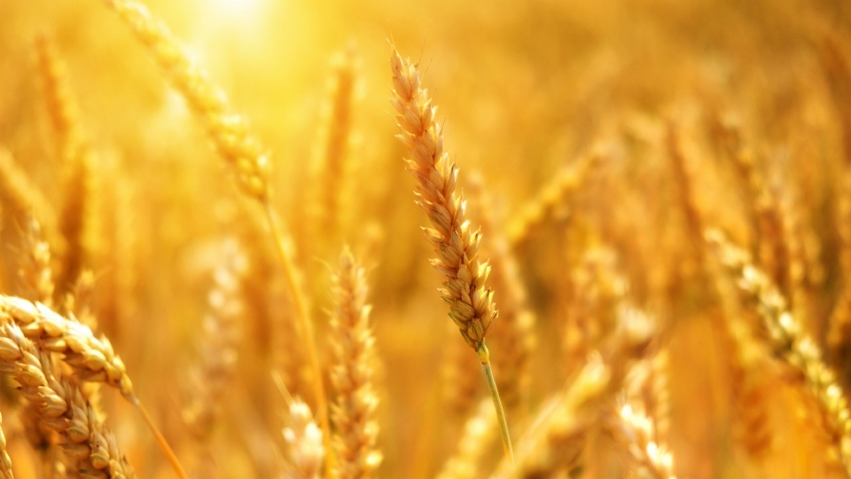 农田麦子成熟过程自然风光优美风景高清桌面壁纸