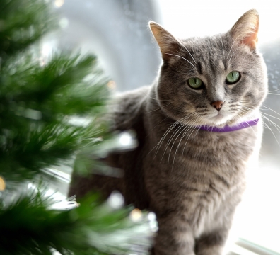 摄影基础_室内绿色自然植物窗边可爱宠物猫