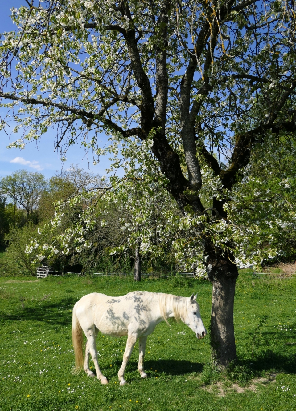 阳光户外自然花朵树木前白色马动物