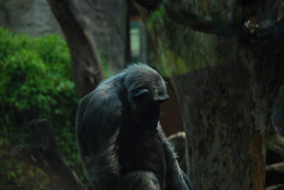 傍晚坐树上休息的黑猩猩