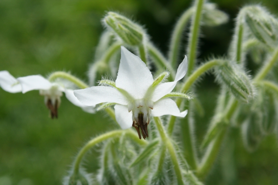 微距摄影_户外自然小清新白色花朵绿色枝叶植物