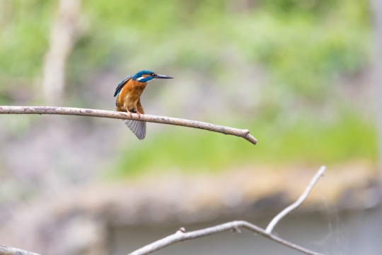 户外自然树木野生小巧彩色鸟类动物