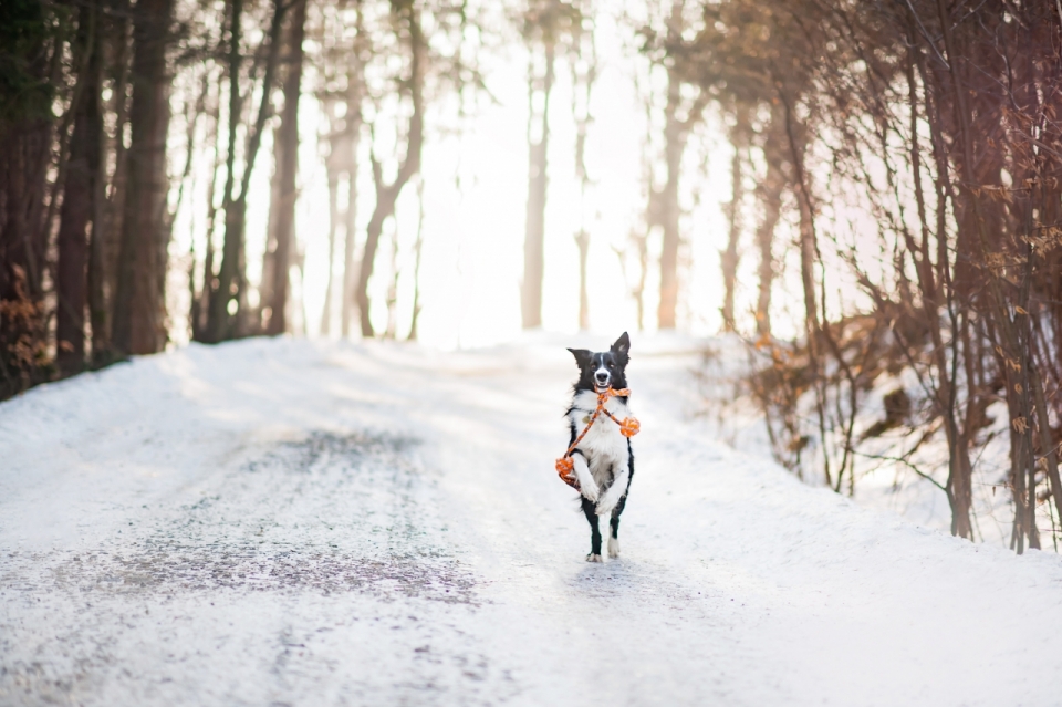 宠物摄影_林中小道雪白路面上奔驰的小狗
