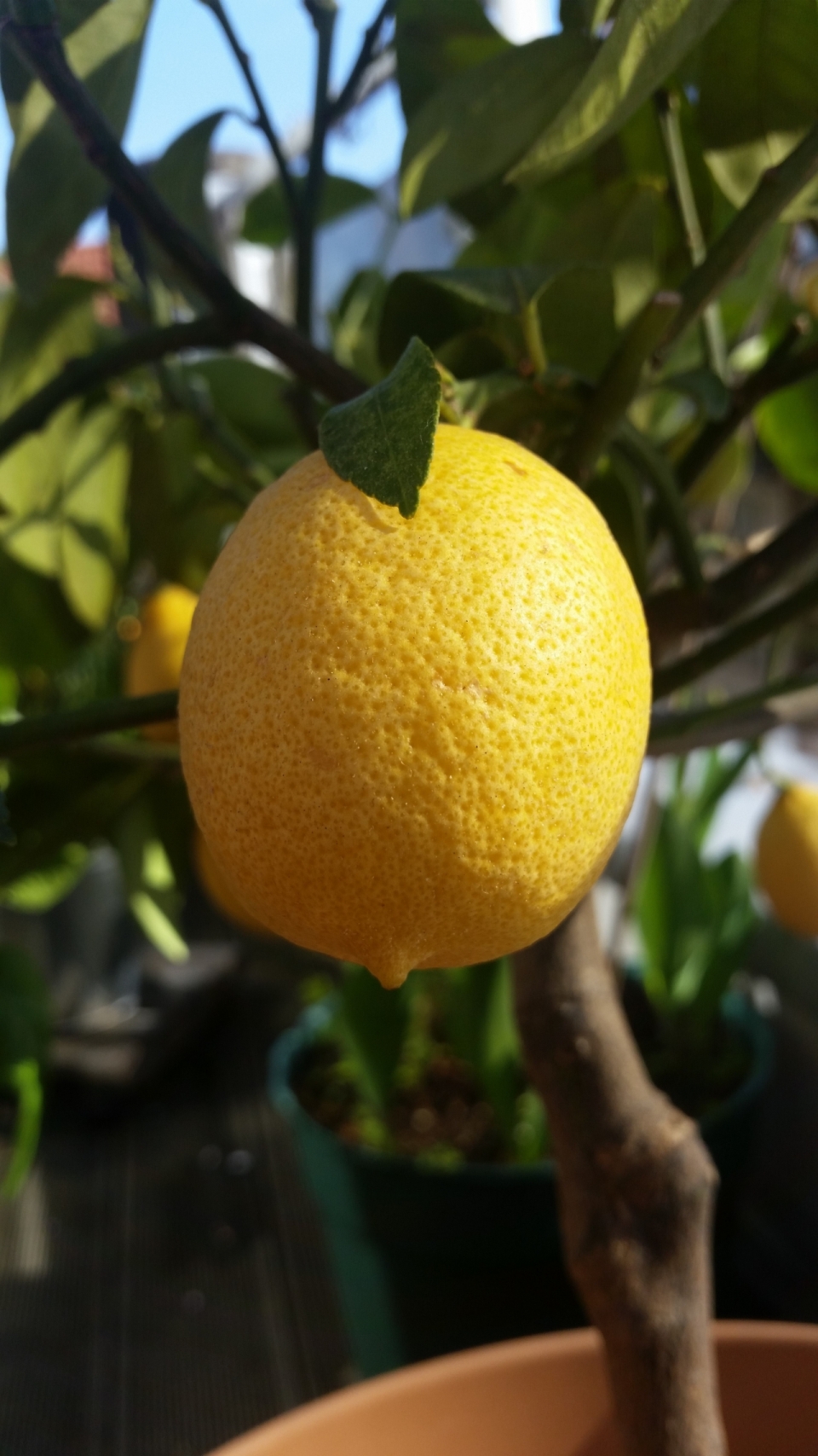 阳光下树枝上挂着的新鲜柠檬水果