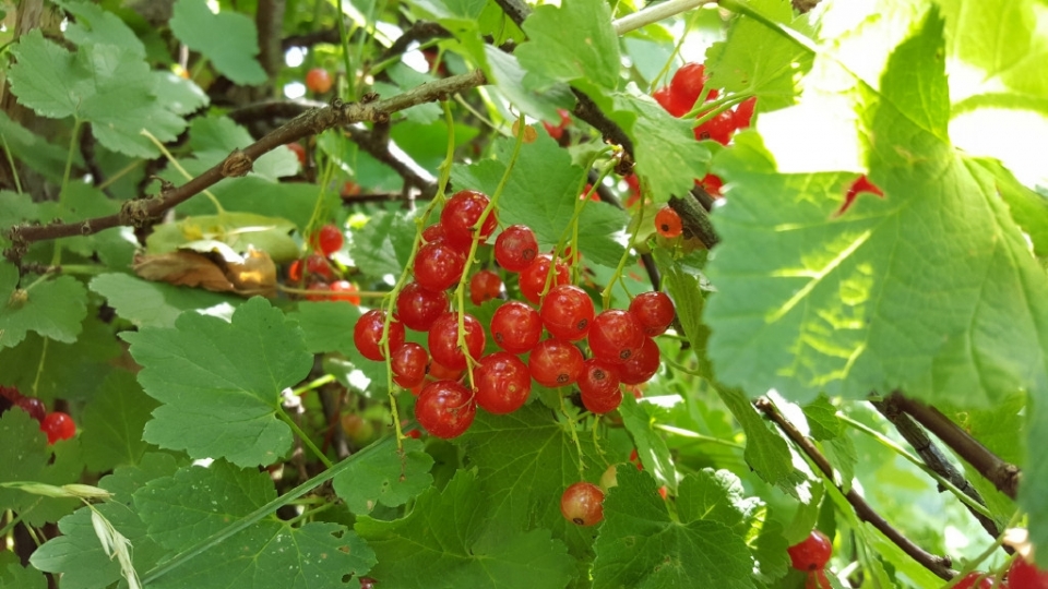 醋栗唯美植物高清桌面壁纸