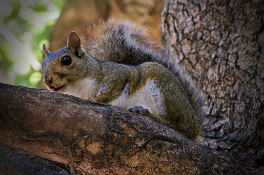 趴在树枝上望向远方的小松鼠仰拍