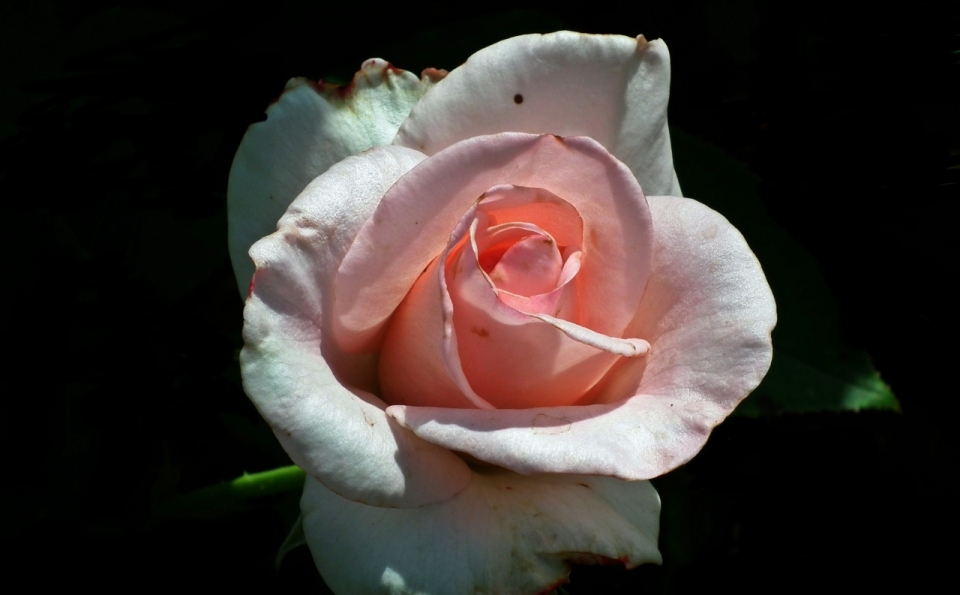 微距摄影_黑色背景桌面上粉色花朵浪漫玫瑰