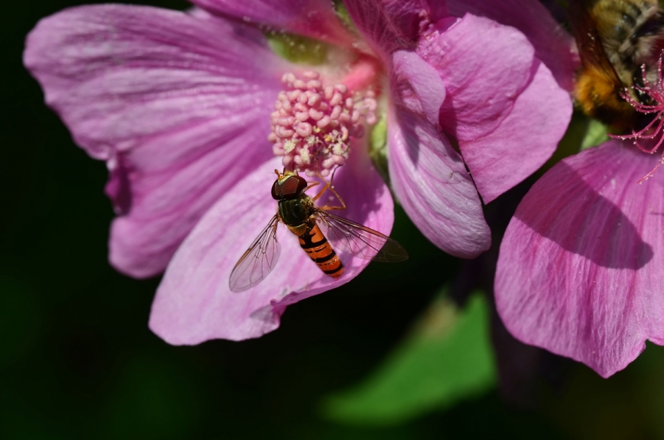粉色花蕊上黄色蜜蜂昆虫摄影