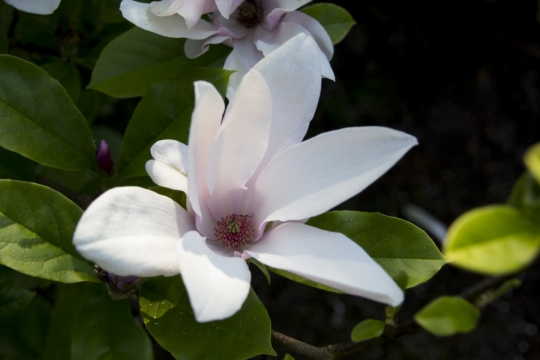黑色背景白色花朵绿色叶子小清新自然植物