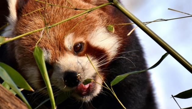 攀爬竹林树枝上可爱浣熊特写