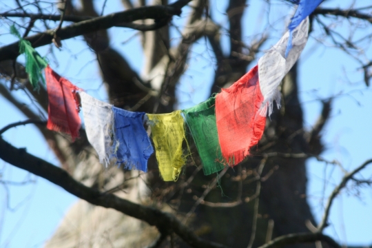 阳光蓝色天空自然树木树枝彩色旗帜